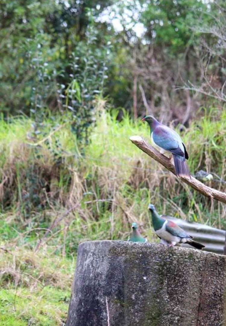 944 Waiti Road Tahuna_14