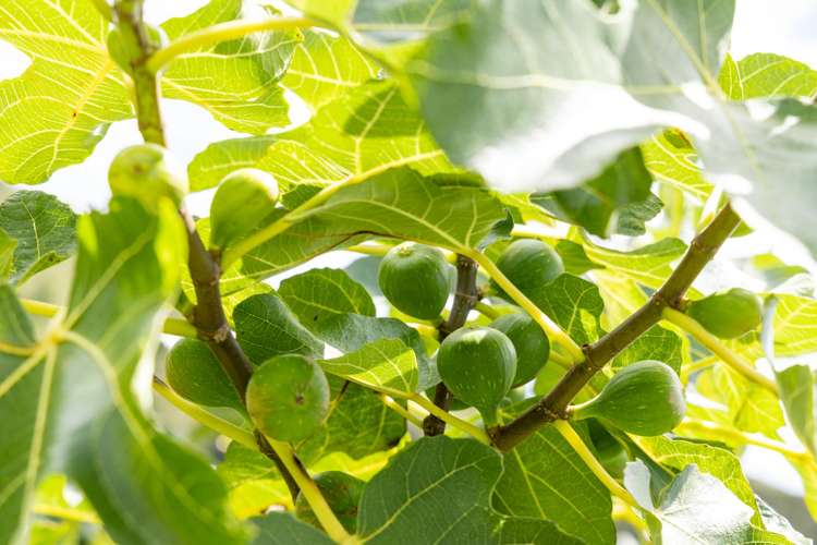 1612B Pakiri Road Pakiri_25