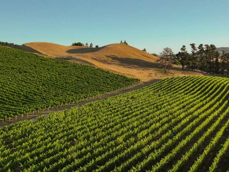 217 Caseys Road Seddon_1