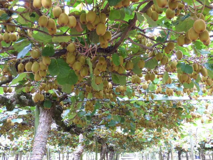 1335a No 3 Road Te Puke_1