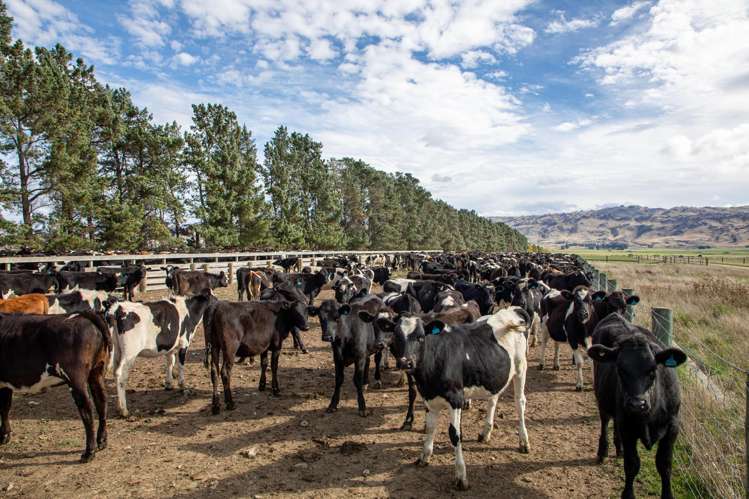 263 Puketoi Runs Road Puketoi_11