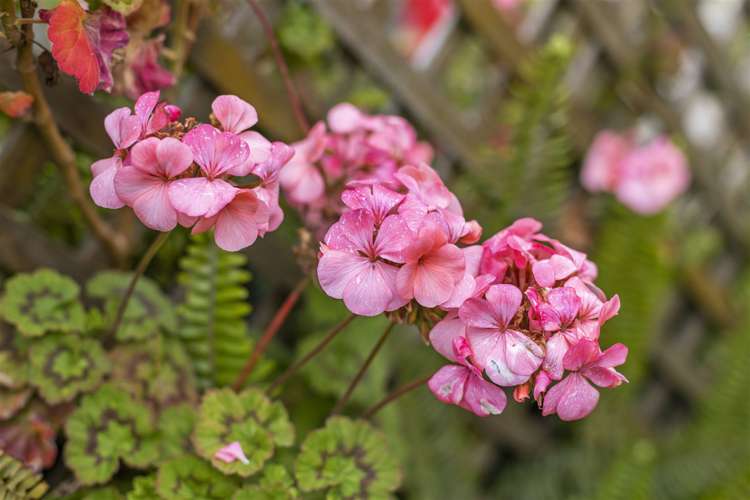 23 Clarence Street Devonport_12