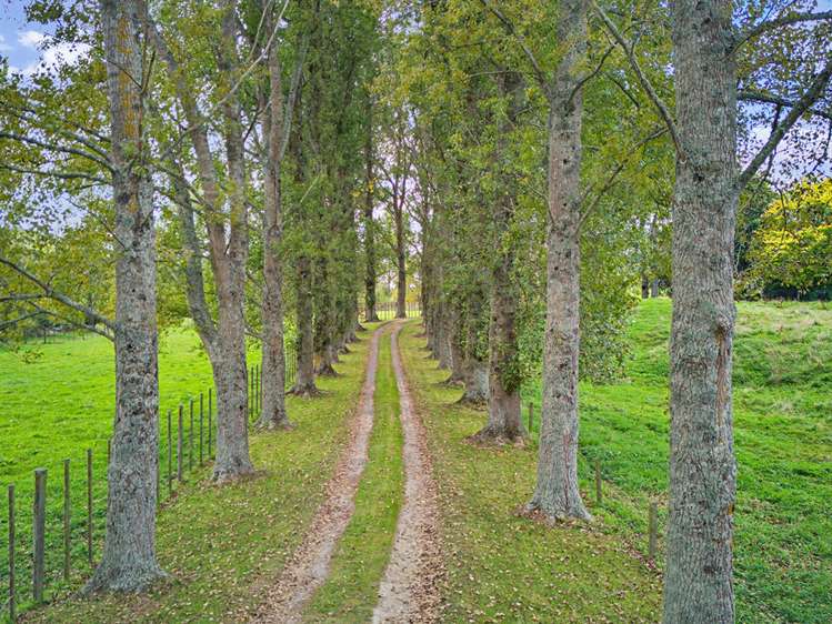 733A Bryce Road Ngakuru_34