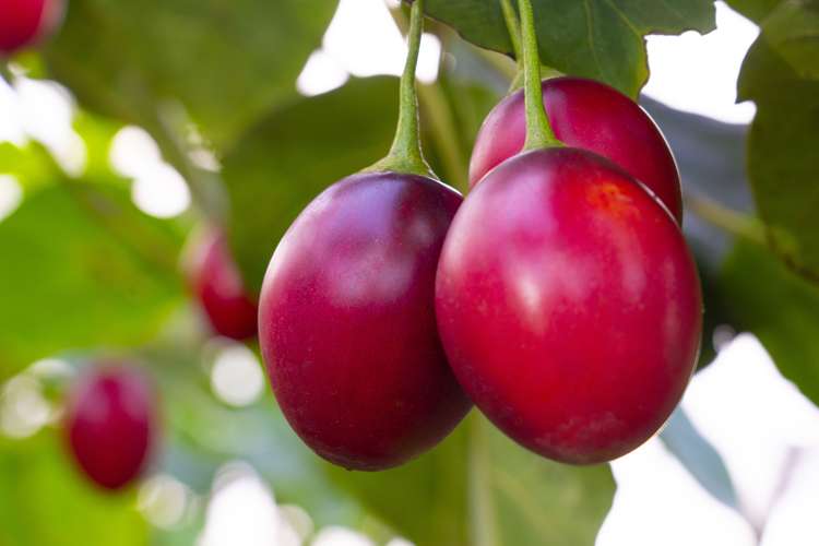 36 Elmsley Road Maungatapere_28