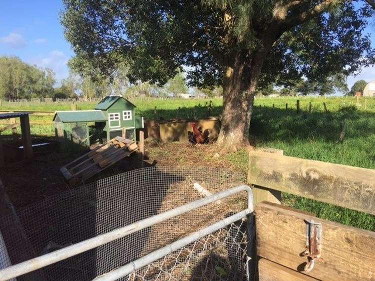 349 Postman Road Dairy Flat_18