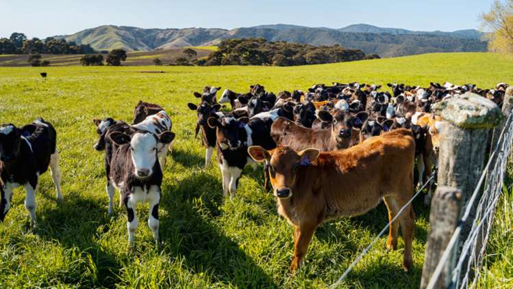 1972 Lake Ferry Road Pirinoa_17