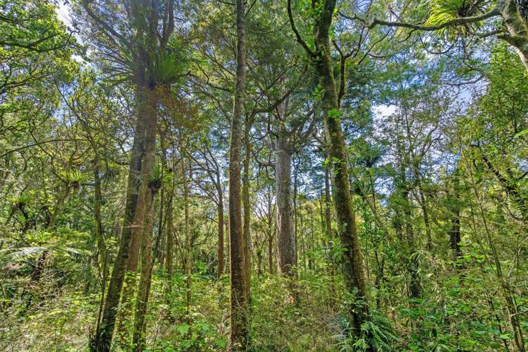 395 Tangihua Road Maungakaramea_44