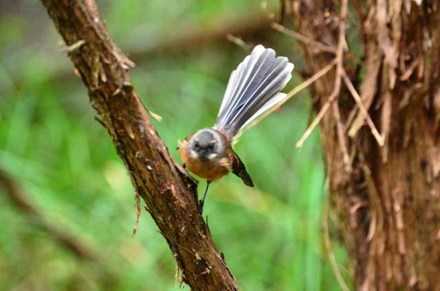 89 Bethells Road Waitakere_3