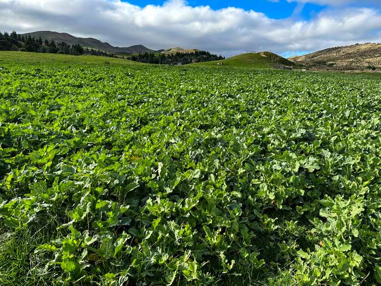 Cairn Road Clinton and Surrounds_9