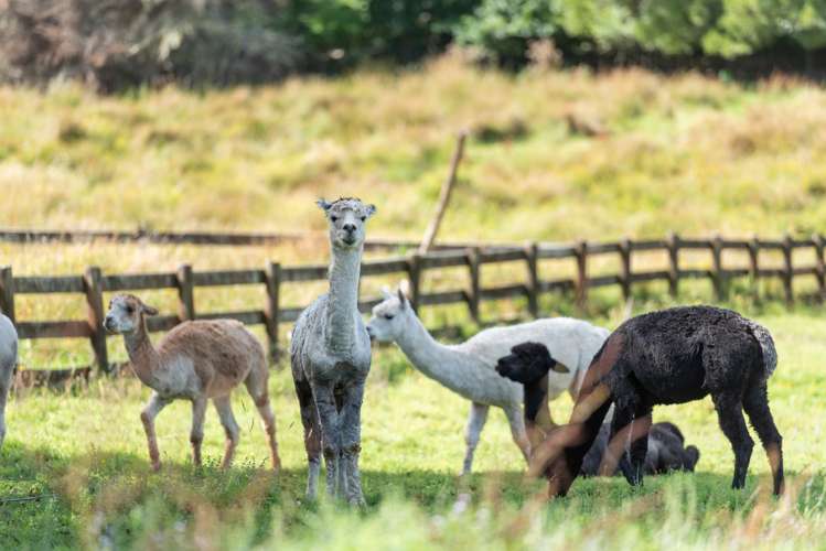 224b Bawden Road Dairy Flat_44