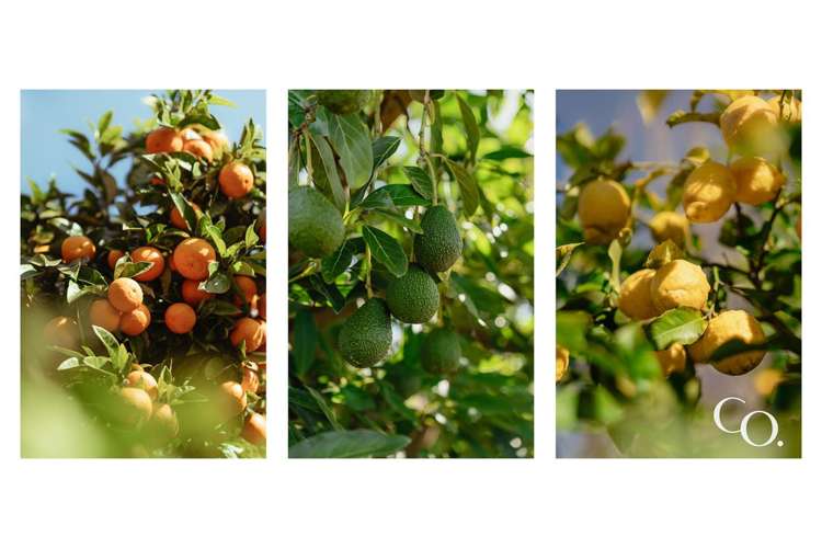 24 Plane Tree Lane Tauriko_34