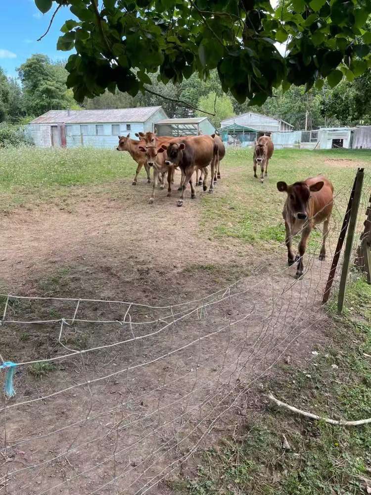 654 Inland Road Helensville_23