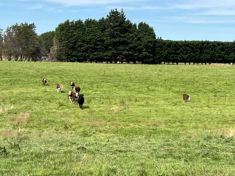 55 McKellar Road Seaward Bush_3