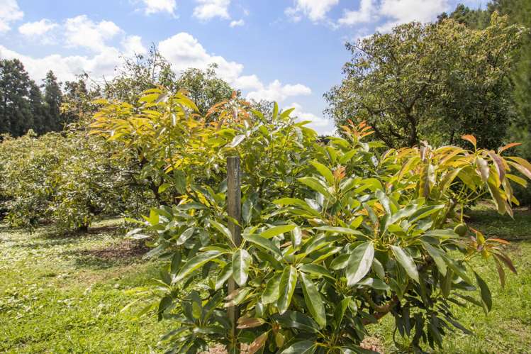 Lot 11 Timon Drive Katikati_5