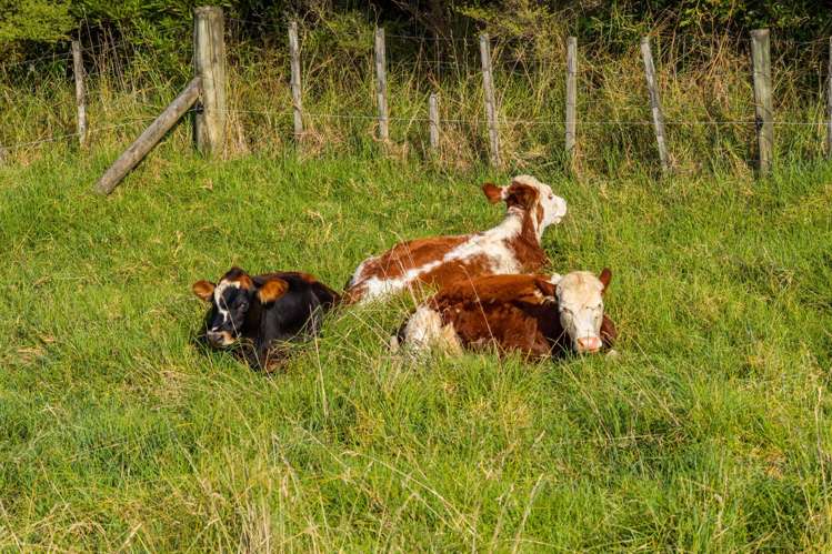 573 Valley Road Kaiwaka_14