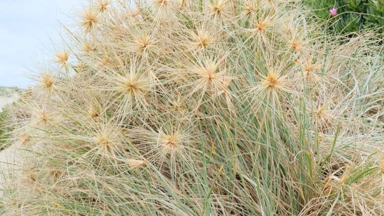 Lots 1-3 Hukatere Road Pukenui_18