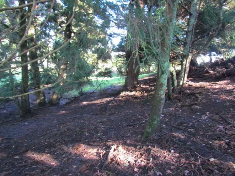 937 Whakamarama Road Whakamarama_6