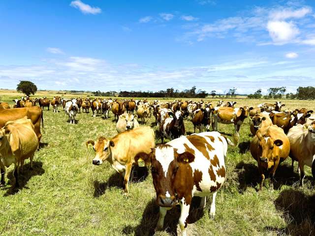 2 West Road Dargaville_2