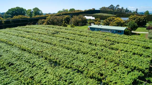 154B Wairoa Road Te Puna_3