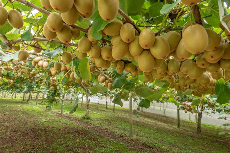 560 Belk Road Kaimai_4