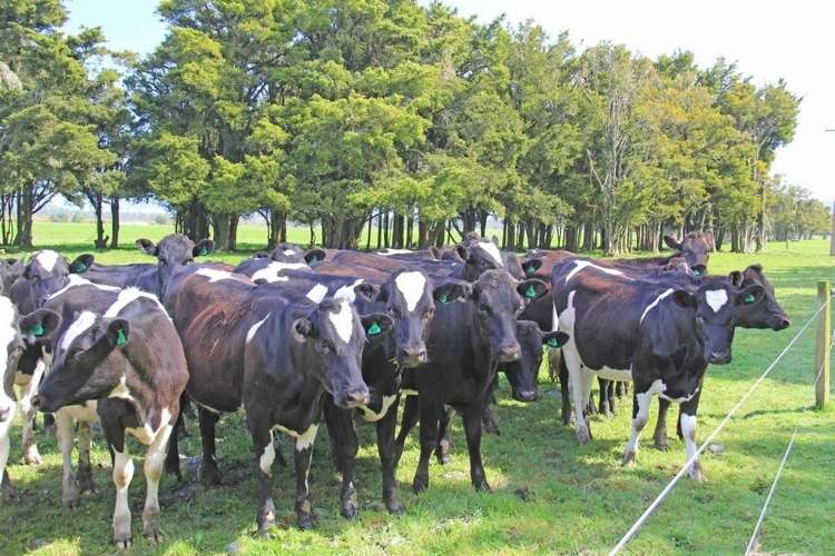 Waiho Flat Road Franz Josef Glacier_6