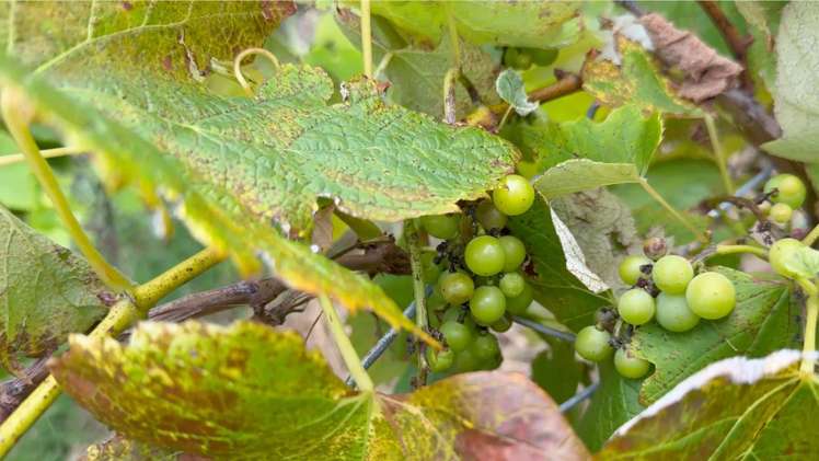 62 Kaitoke Lane Great Barrier Island_28
