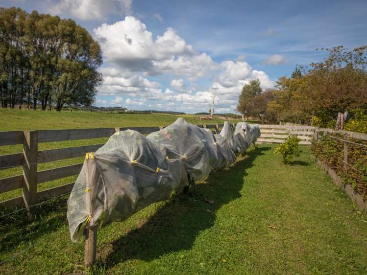 578 Raumai Road Bulls_5