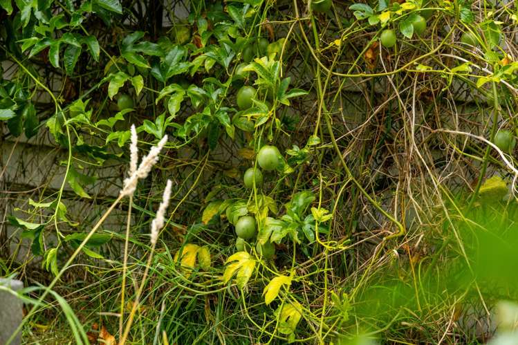 16 Moana Place Morrinsville_17