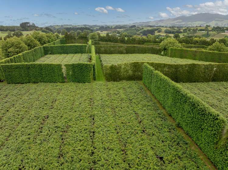 19E Amber Lane Karapiro_5