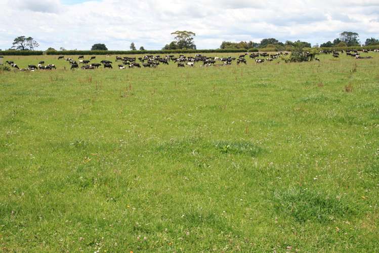 50 Bedford Road North Inglewood_19