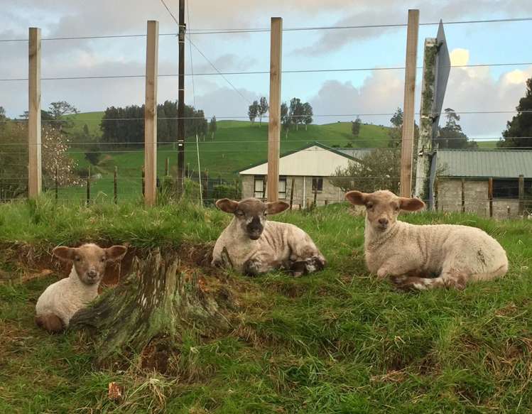 505 Golden Valley Road Waihi_9