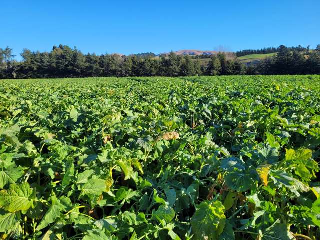 ‘The Cooks Block’ - Finishing - Arable - 132ha