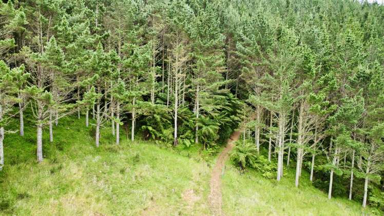 Waitete Road Waihi_5