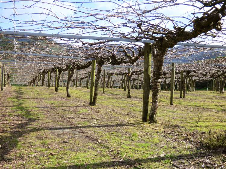 1335a No 3 Road Te Puke_16