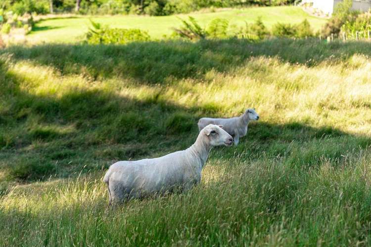 121 Bulltown Road Waihi_59