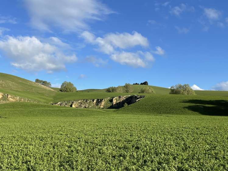 8 Munro Road Lawrence_5