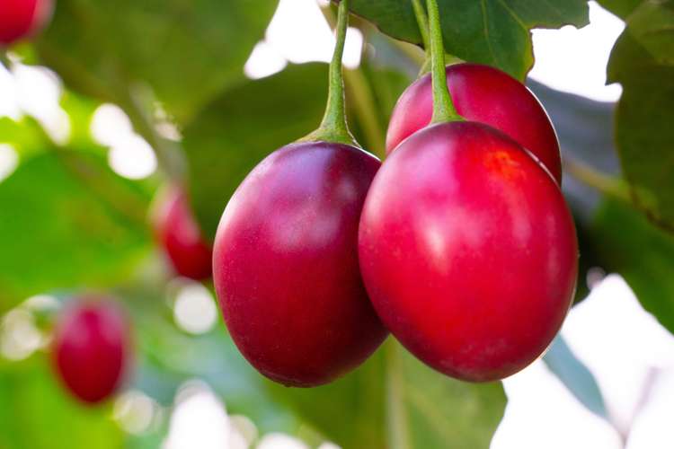 18 Cooper Road Maungatapere_3