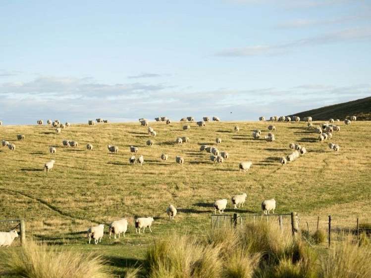 126 Mcphersons Road Taiko_10