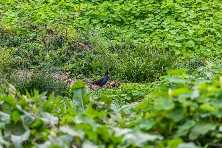 3/36 Symonds Street Onehunga_17