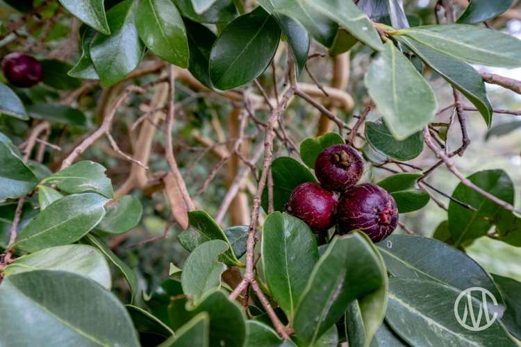 11 Citrus Avenue Waihi Beach_18