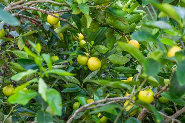 84a Nelson Street Howick_24