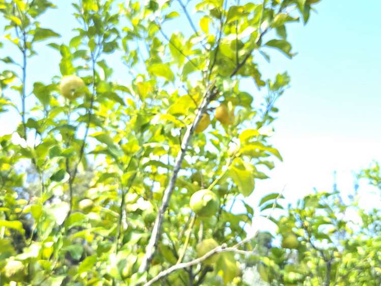 314F Waipapa Road Waipapa_36