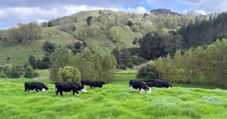 1100 West Coast Road Ahuroa_15