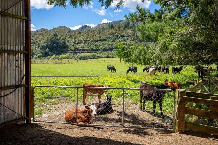 1153 Shenandoah Highway Murchison_14