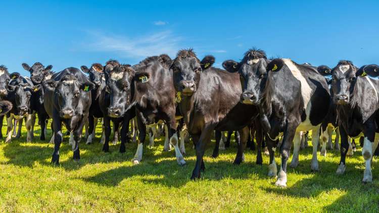 1372 South Two Chain Road Dunsandel_10