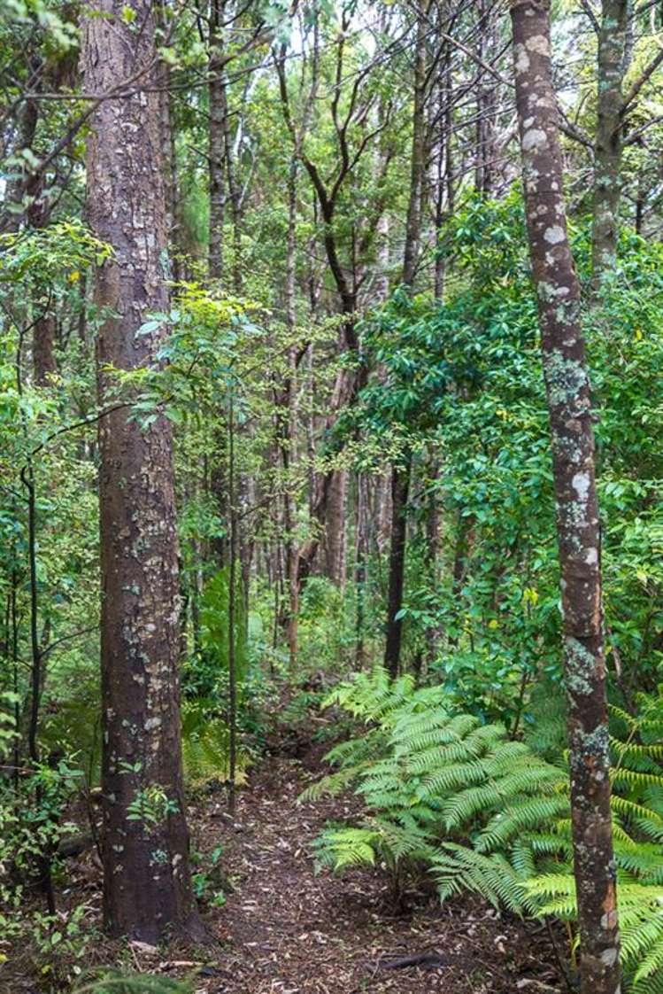 26 Cape Rodney Road Leigh_10