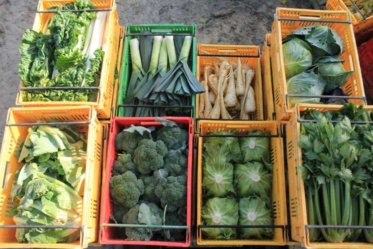 781 Outram-Mosgiel Road Mosgiel_15