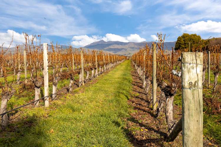 21 Burnside Avenue Springlands_14