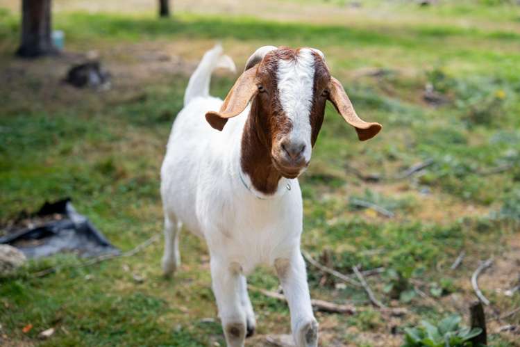 3 Lockharts Road Waitahuna_32