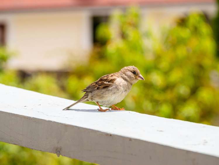 77 Rue Lavaud Akaroa_27